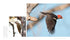 WOODPECKER: A YEAR IN THE LIFE OF NORTH AMERICAN WOODPECKERS - BANNICK. PAUL